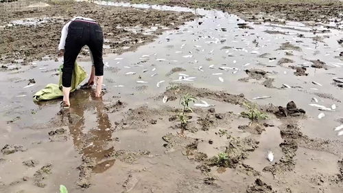 下雨好多鱼迎水上来,捡都捡不完,你们有捡过这么的鱼吗 