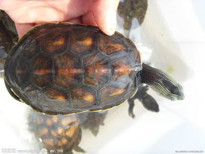 野生水龟可以吃不 怎么个做法 速求答案 