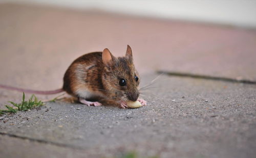 应该灭绝 假设老鼠这一物种彻底消失了,世界会发生什么变化