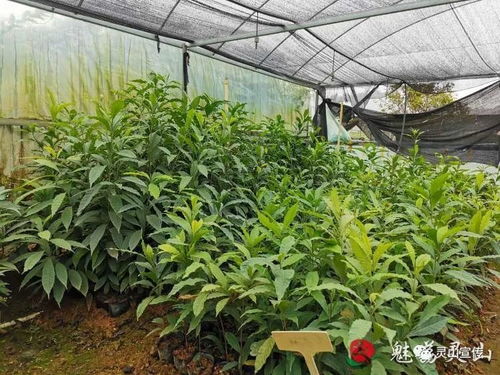 果苗培植产业助力乡村振兴