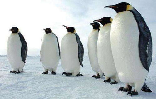 企鹅不能随便抓,那各国动物园的企鹅都是哪儿来的