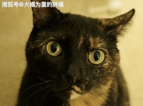 爱猫带橘猫回家,却被橘猫 拐跑 ,3天后结伴回家向主人求收养