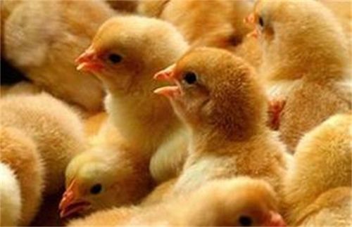 小鸡不生病养殖开口技术 雏鸡拉稀 如何饲养雏鸡开口提高免疫力