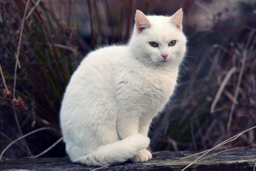 十二星座互补猫咪,白羊座竟是如此霸气的山东狮子猫,双鱼座最萌