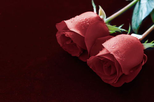 一支白玫瑰花代表着什么 男人发一朵玫瑰花代表什么意思