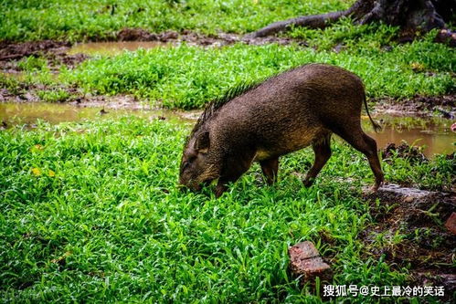 日本野猪泛滥成灾,3万头野猪肉却无人敢吃 换作是你也不敢