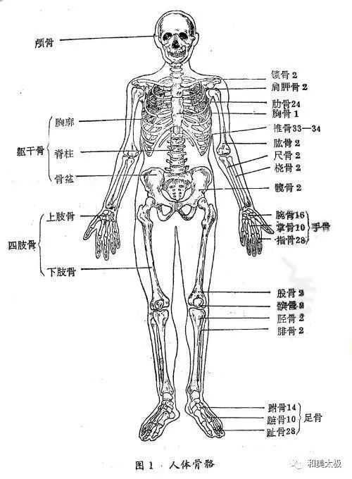 男人和女人一共有多少块骨骼男人和女人骨骼数目一样么