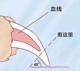 新手主人看过来,超简单步骤,教你给狗狗剪指甲