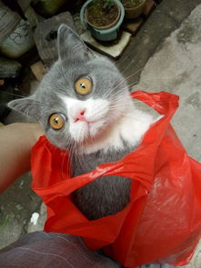 养一只奇葩的猫咪是种什么体验 外出不钻猫带,偏偏选个塑料袋子 