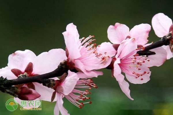 桃花花期一般是几月 桃花要怎么养殖