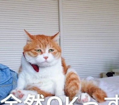 猫语翻译器真的可以和猫咪交流吗 猫咪好像真的能听懂一样