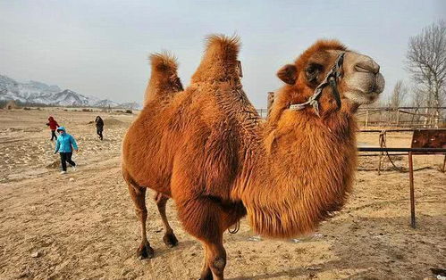 骆驼的驼峰不是移动水囊,里面储存的只有脂肪,补充水分并不靠它