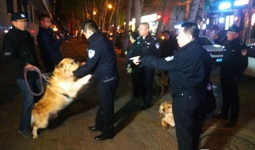 哈尔滨公安部门一晚查处违规遛犬行为49起