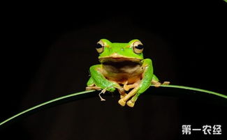 为什么青蛙可以跳得比树高
