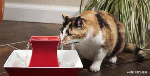 给小猫咪喝水,是喝烧开的水,还是直接能喝自来水