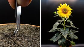 向日葵成长记录图片 向日葵生长的六个阶段