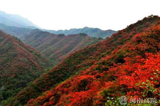 甘山红叶