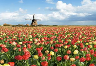 荷兰为什么被称为花之国 