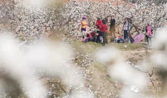 三生三世,不如到建宁花海跑一次一一福建省第二届 花海跑 活动即将开跑啦 