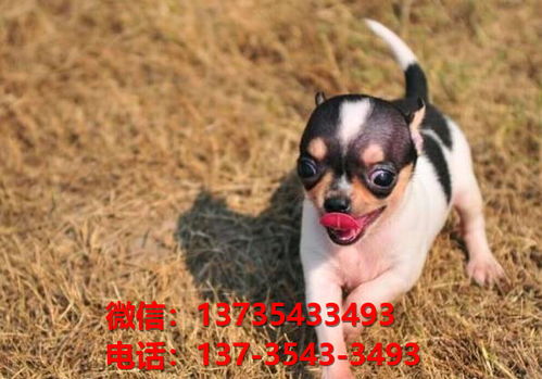 纯种吉娃娃犬出售 福州宠物狗犬舍狗市场在哪里买狗 网上宠物狗哪里有领养