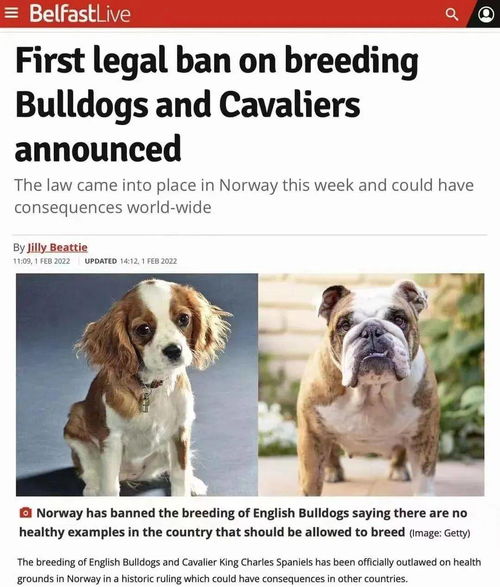 挪威发布繁殖禁令 禁止繁殖英国斗牛犬和骑士查理王猎犬 动物 问题 福利法 