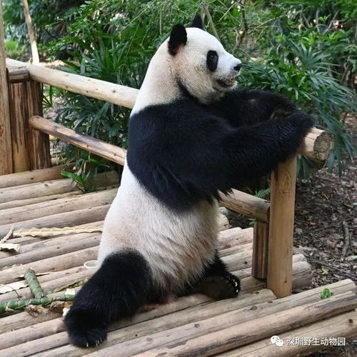 不用去成都看熊猫 花花 ,她表哥就在深圳 还有海归秋浜