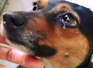 狗狗为什么会哭 原因有5个,最通人性的动物
