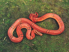 梦见红色的小蛇