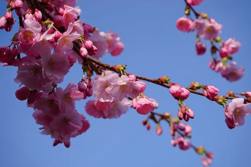 怎么用摄影修图软件，把拍摄的花朵照片，变成纯白背景(什么软件可以把拍的花变颜色)