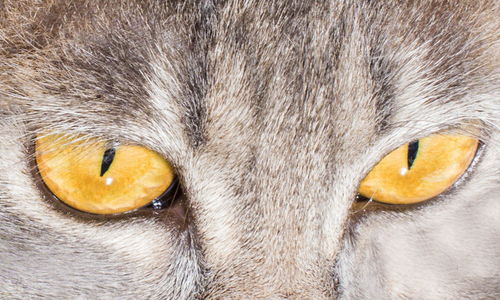 猫的眼睛商用摄影高清摄影大图 千库网 