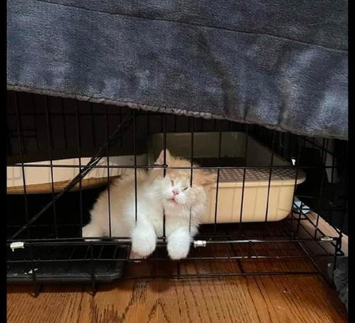 网友买了个笼子将猫咪关进去,它在里面挣扎又卖萌 放我出去啊