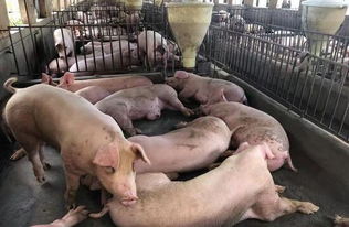 福建晋江 加强动物疫情防控 促养殖户增收保市场供应