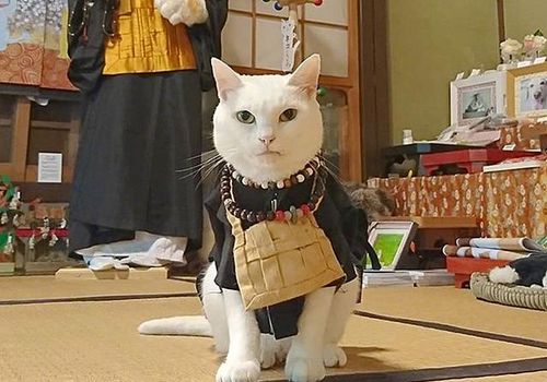 日本 猫奴 天堂 岛上猫多达5000多只,占居民人口5倍多