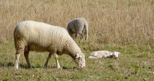 生肖羊 12月23号以后,属羊人的运程上涨,偏财发大财,身家猛增