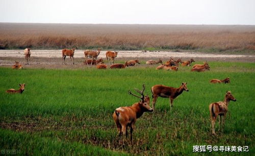 从圆明园带走的麋鹿,18只躲过了灭绝的命运,它们现在怎么样了