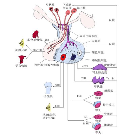 孕激素的一些生理作用