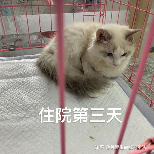 想在线上买猫的网友看过来 揭露沈阳卖病猫 阴阳店 卖病猫套路 亲身经历 含泪血书 