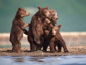 动物摄影 棕熊的世界