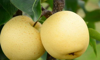 40元一斤梨树品种 最贵最甜是什么梨品种