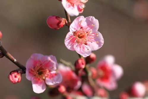 未来一周桃花运势不可挡,转角遇到爱,迎来幸福爱情的3生肖