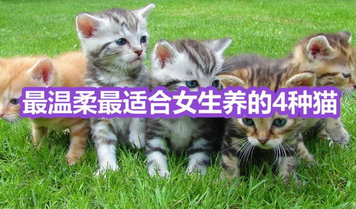 最温柔最适合女生养的四种猫,你养过哪几个 
