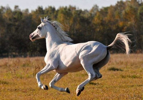 十大最名贵最漂亮的马, 第一名曾引发灭国之战