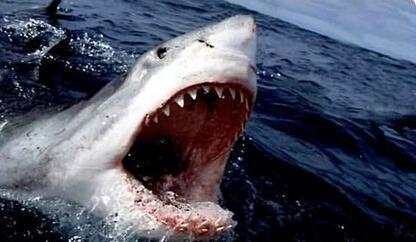 并非所有的鲨鱼都袭击人, 只有30多种鲨鱼会无故地袭击船只