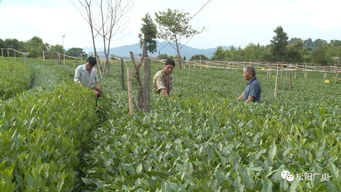 机械采摘茶叶论文范文  松阳做机剪香茶哪里最多？