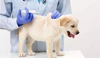 松山湖免费为猫狗注射狂犬病疫苗 快带爱宠去接种吧