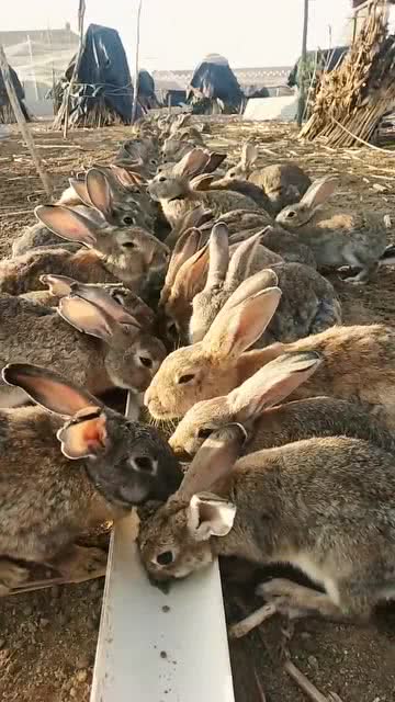 农民给养殖的兔子喂食,看到这一幕,长得真精神 