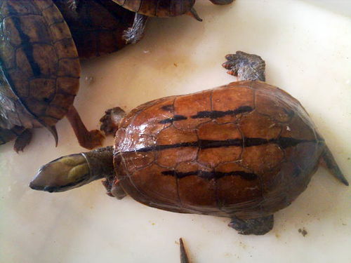 断板龟的人工饲养技术