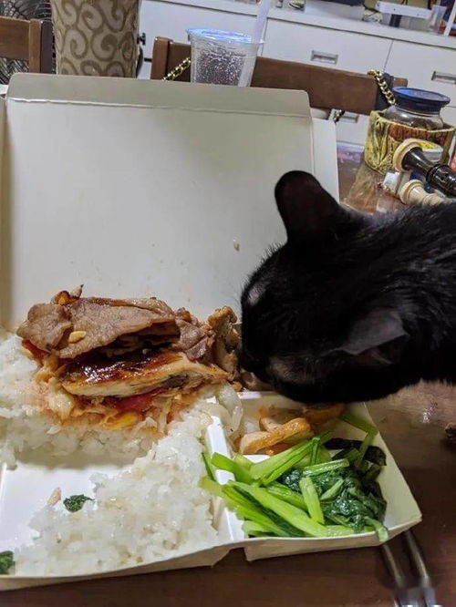 猫能吃豆腐吗（猫吃豆腐会怎样）
