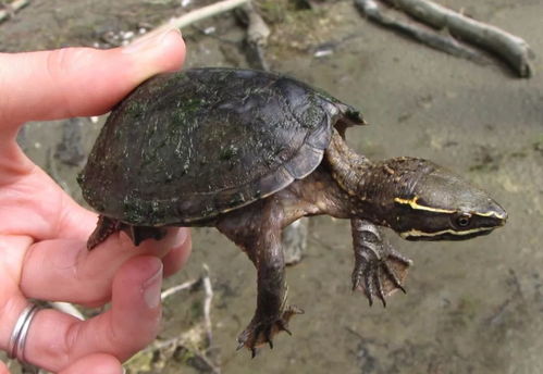 麝香龟丨麝香味的小黑蛋