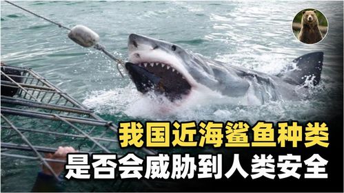 中国近海有鲨鱼吗 是否会威胁到人类安全,如何解决人鲨矛盾 